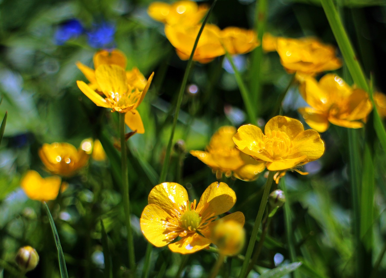 caltha-palustris-348997_1280