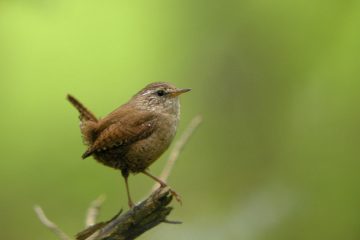 Winterkoninkje - vogels